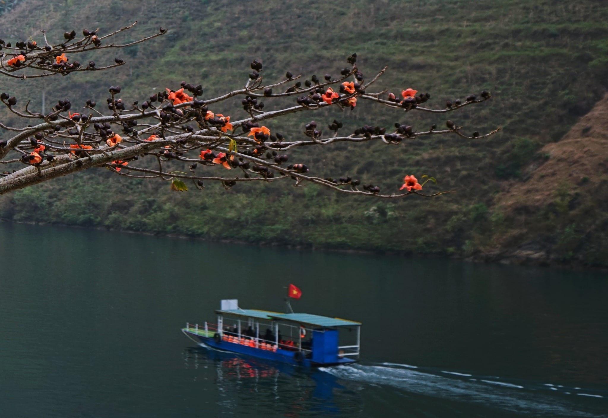 Una piccola barca passeggeri su un fiume, sotto rami con i fiori rossi dell’albero del cotone