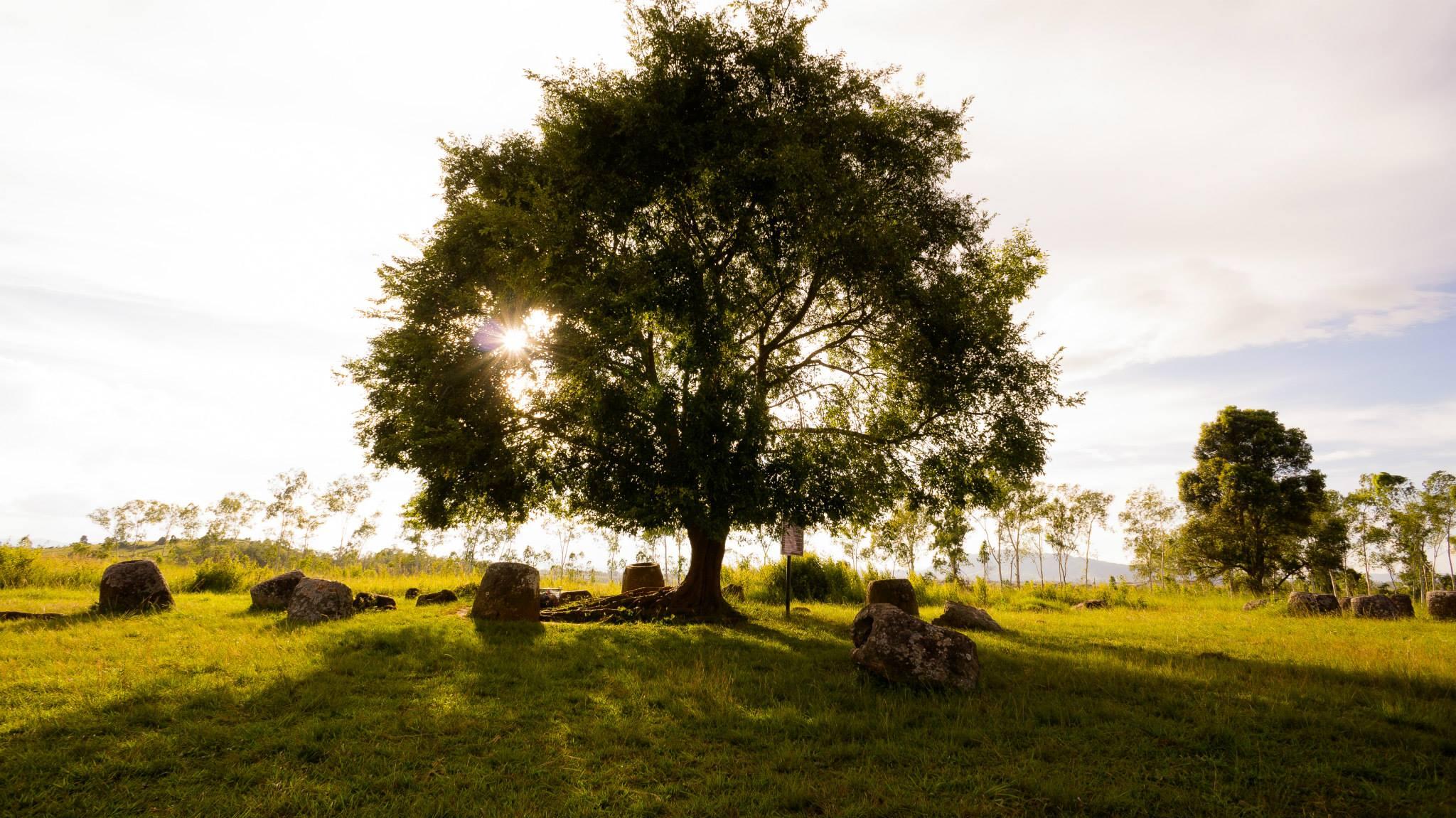 Un grande albero su una piana erbosa disseminata di antiche giare di pietra, all’alba