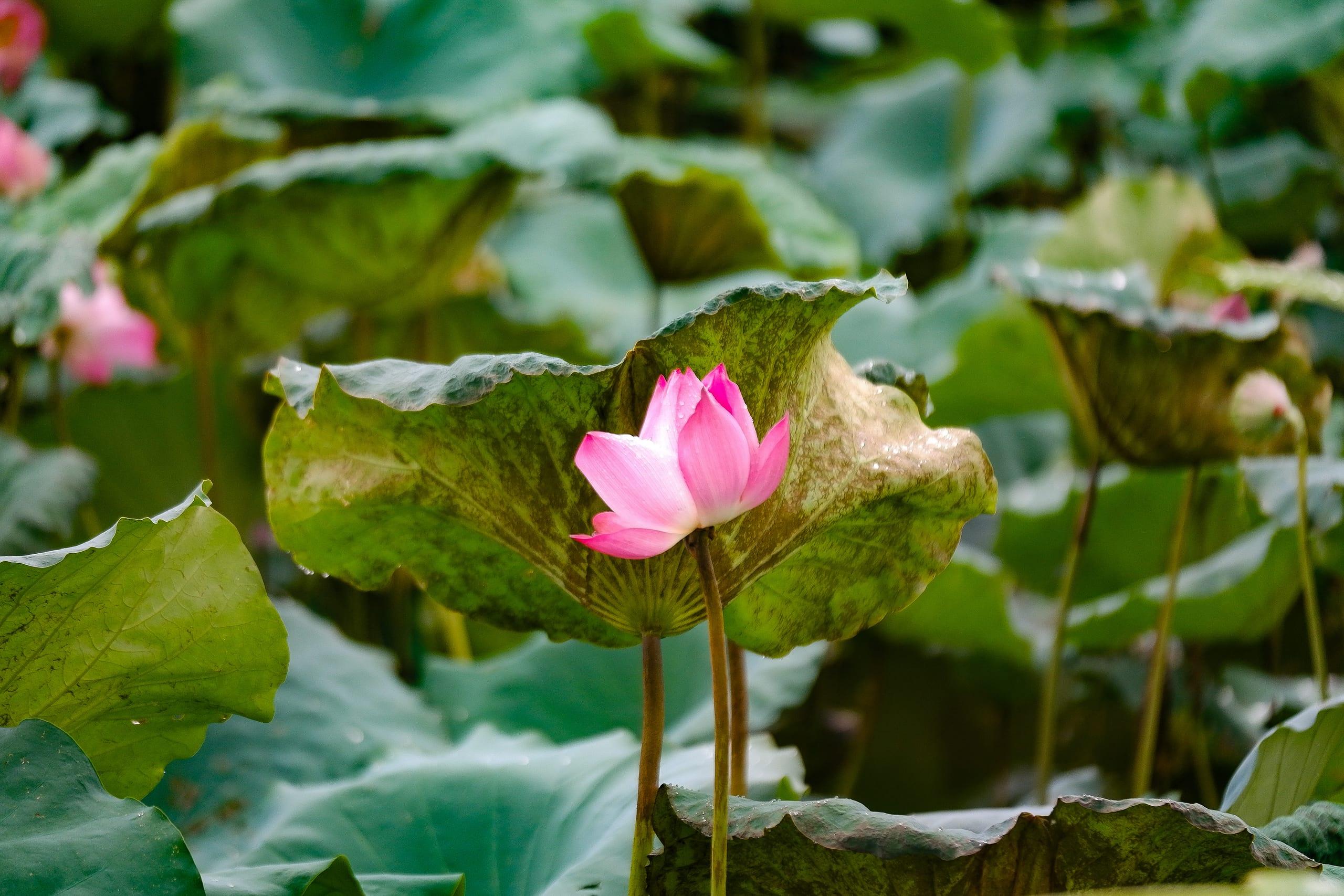 Un fiore di loto rosa sbocciato sopra ampie foglie di loto verdi