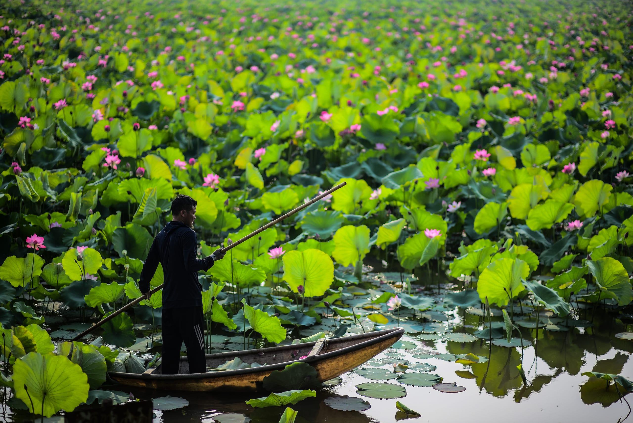 Un barcaiolo spinge con la pertica un sampan di legno su uno stagno coperto di fiori di loto rosa