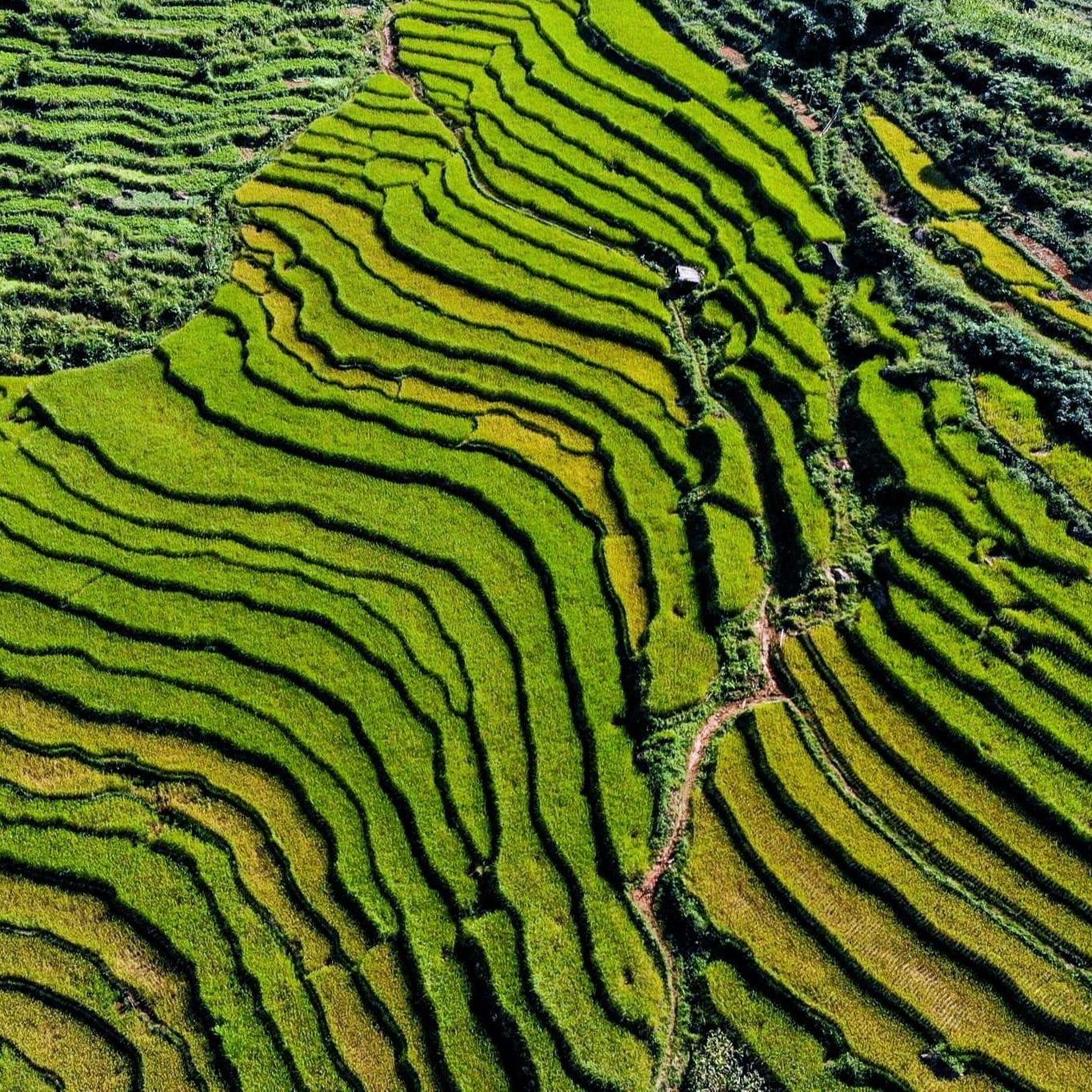 Sinuose risaie terrazzate verdi che ricoprono il fianco di una collina, viste dall’alto