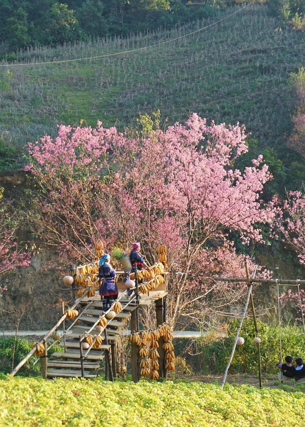 Persone su una piattaforma di legno con mais essiccato appeso, sotto un albero dai fiori rosa
