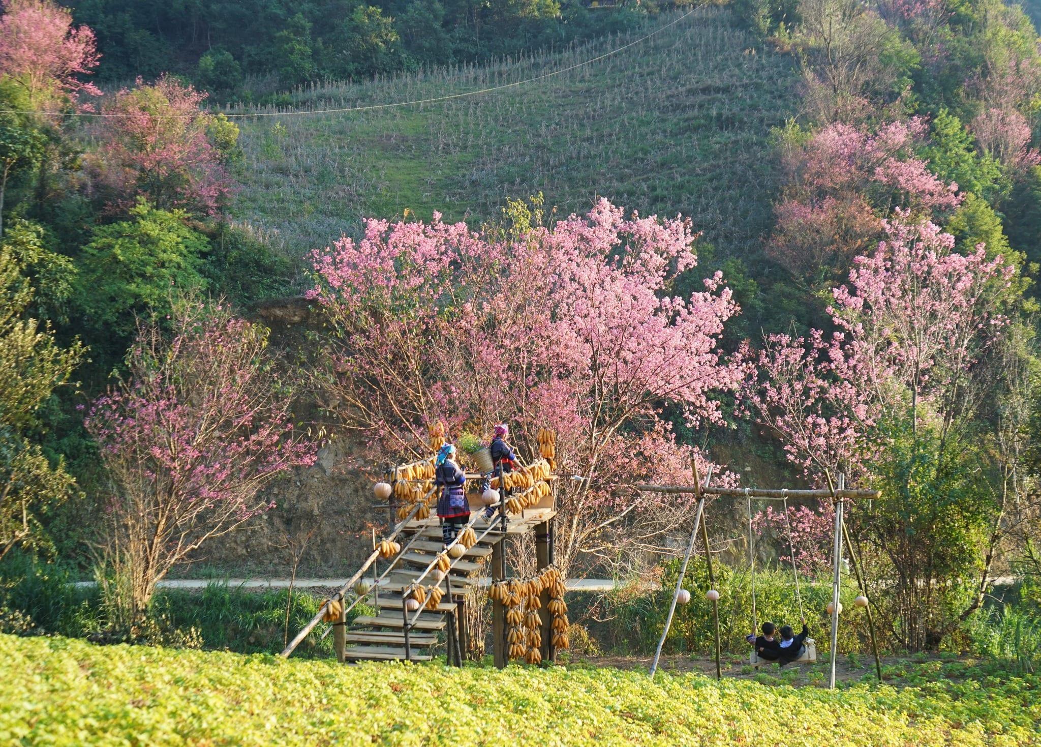 Persone su una piattaforma di legno sotto alberi dai fiori rosa, su un pendio