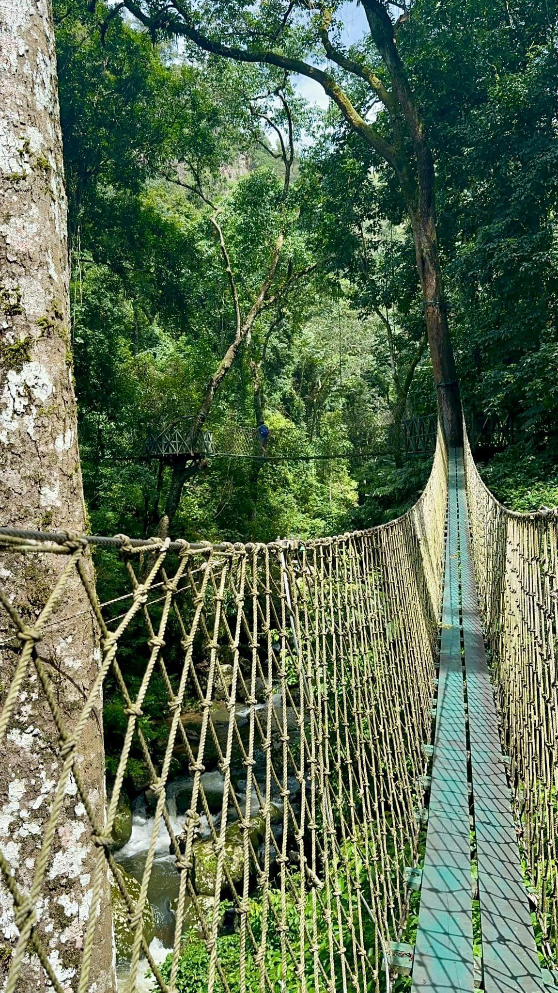 Un ponte sospeso di corde e assi che attraversa una gola nella giungla
